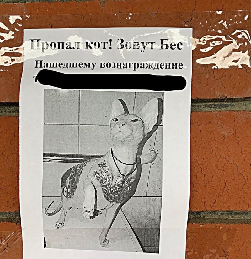 Katten Demon Katten Demon